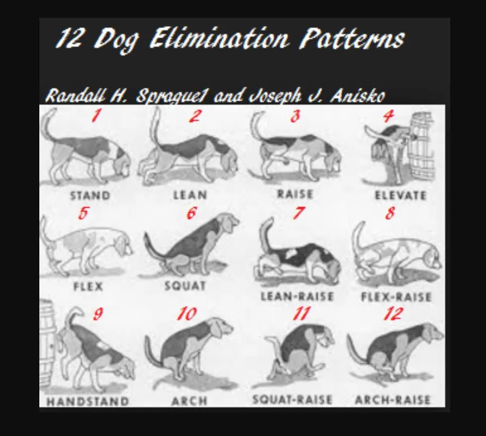 various dog peeing positions