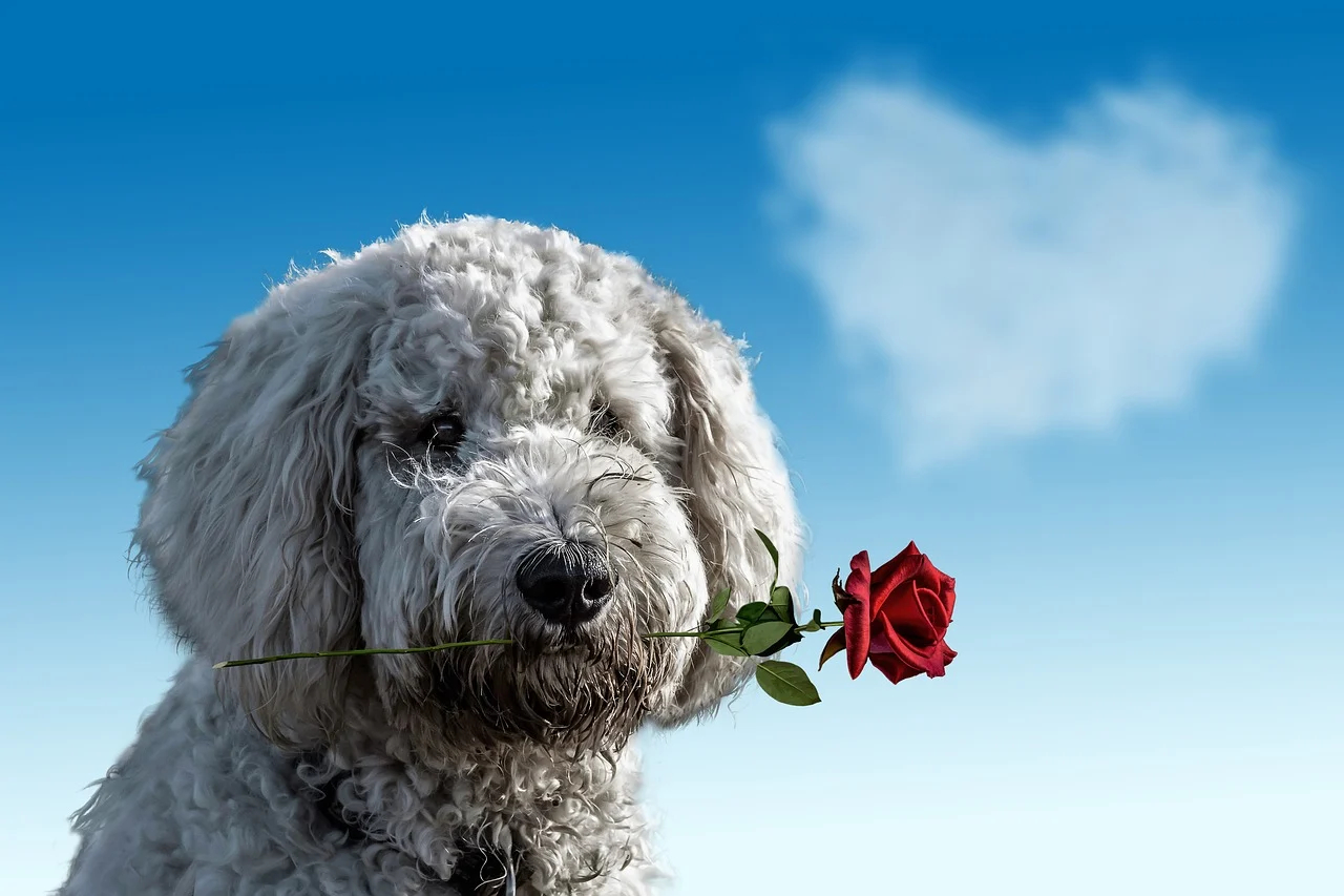 dog puppy valentines day gifts