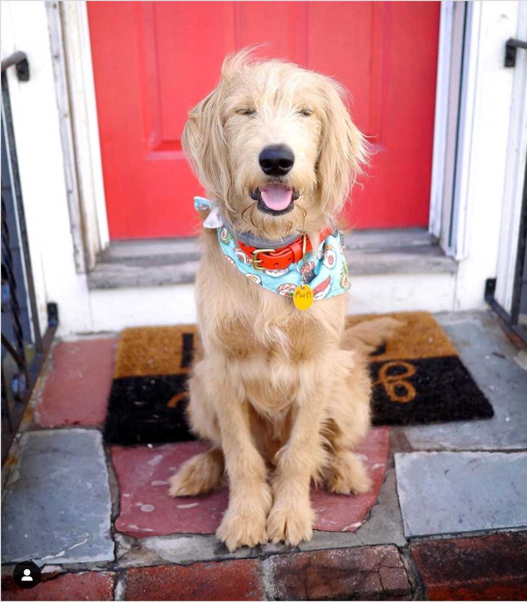 Goldendoodle with 2024 straight hair