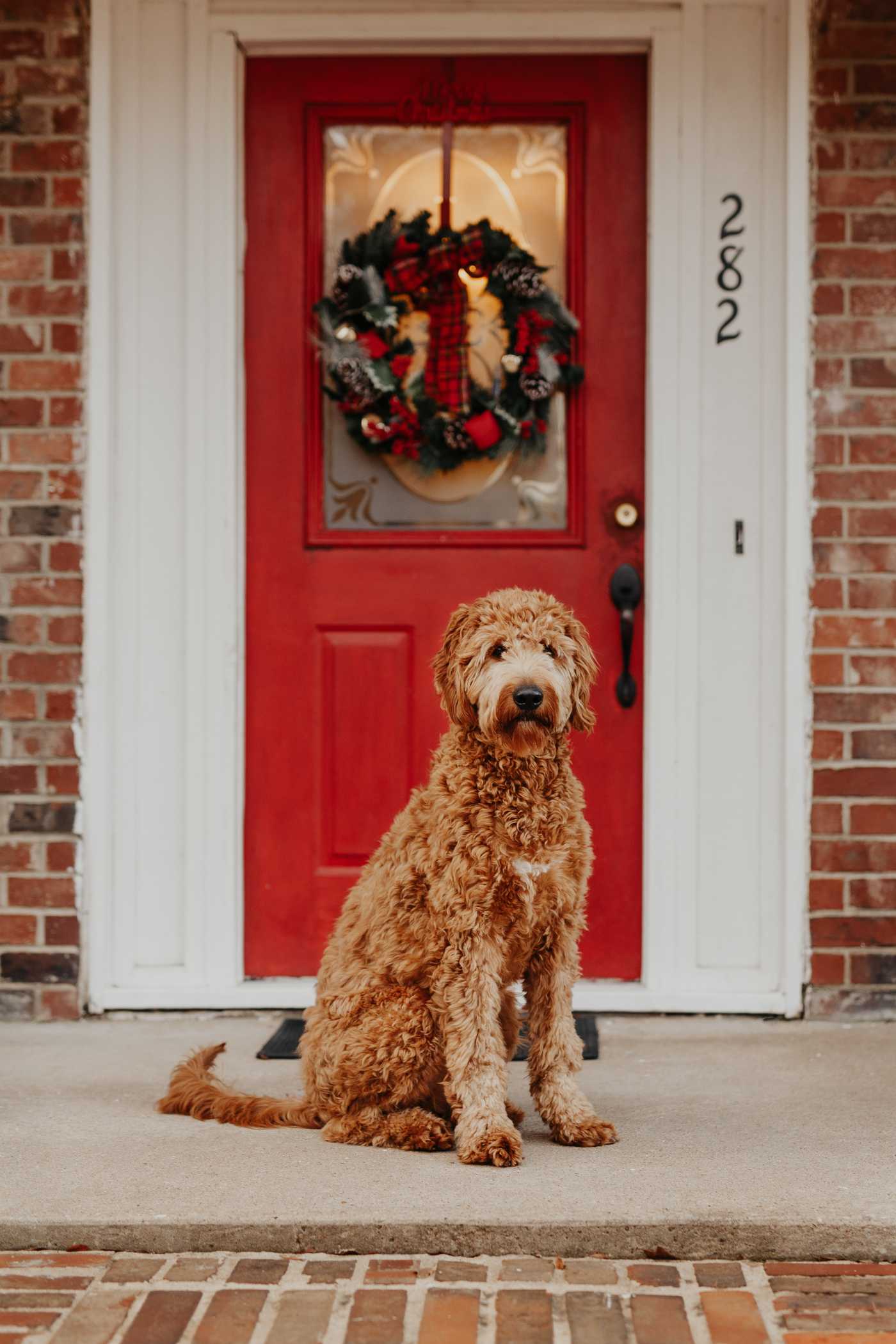 dog sitting outside of a festive home