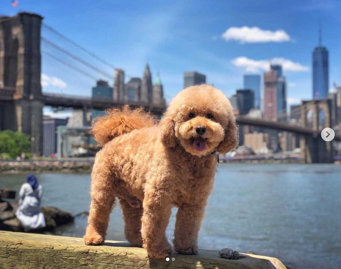 Curly goldendoodle 2024