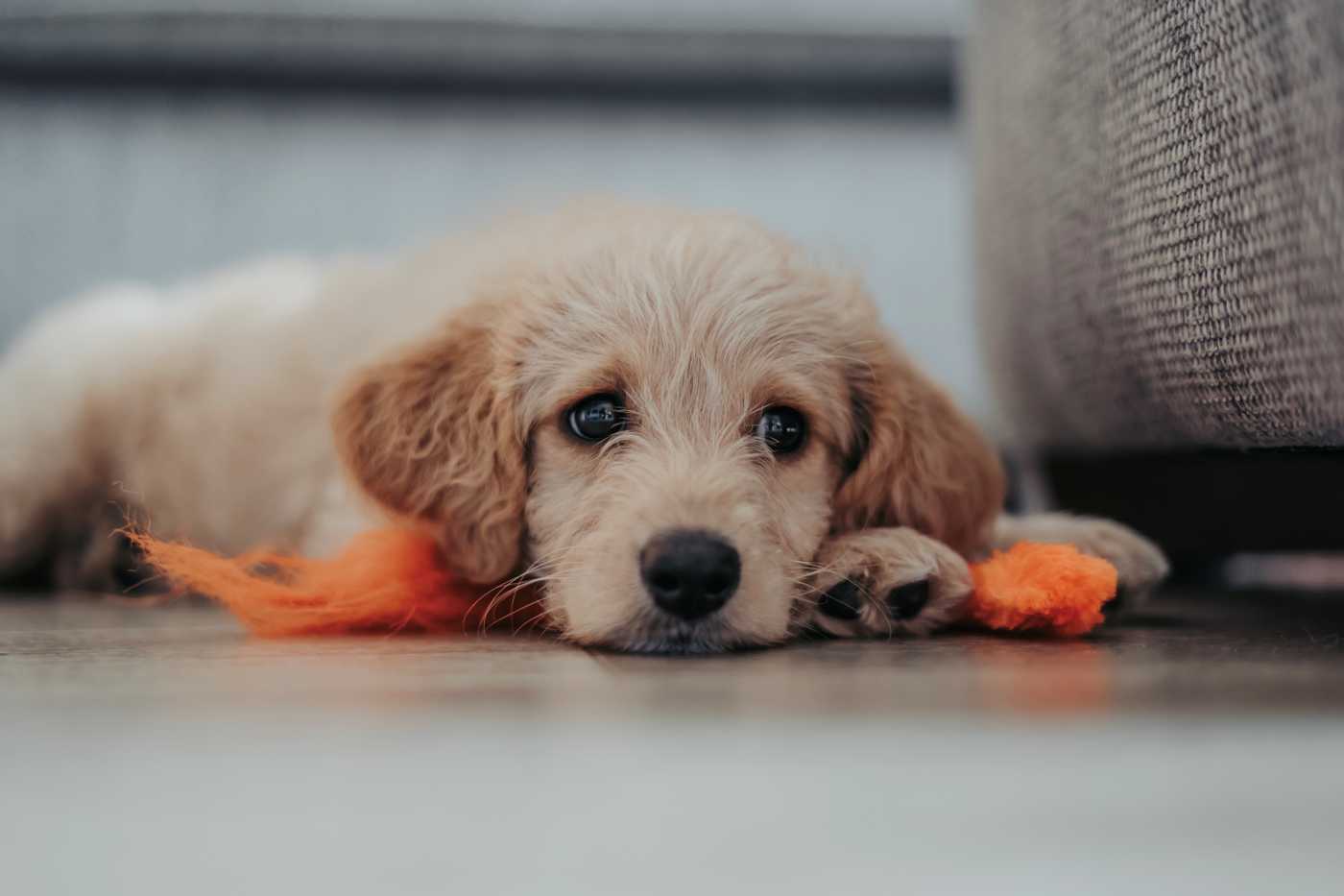 puppy anxiety and what to do if you feel puppy blues