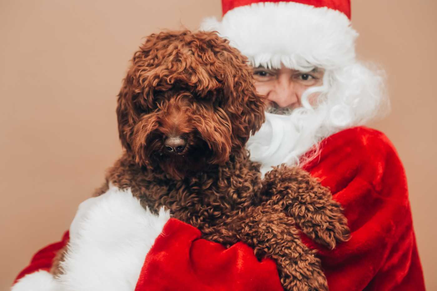 labradoodle with santa