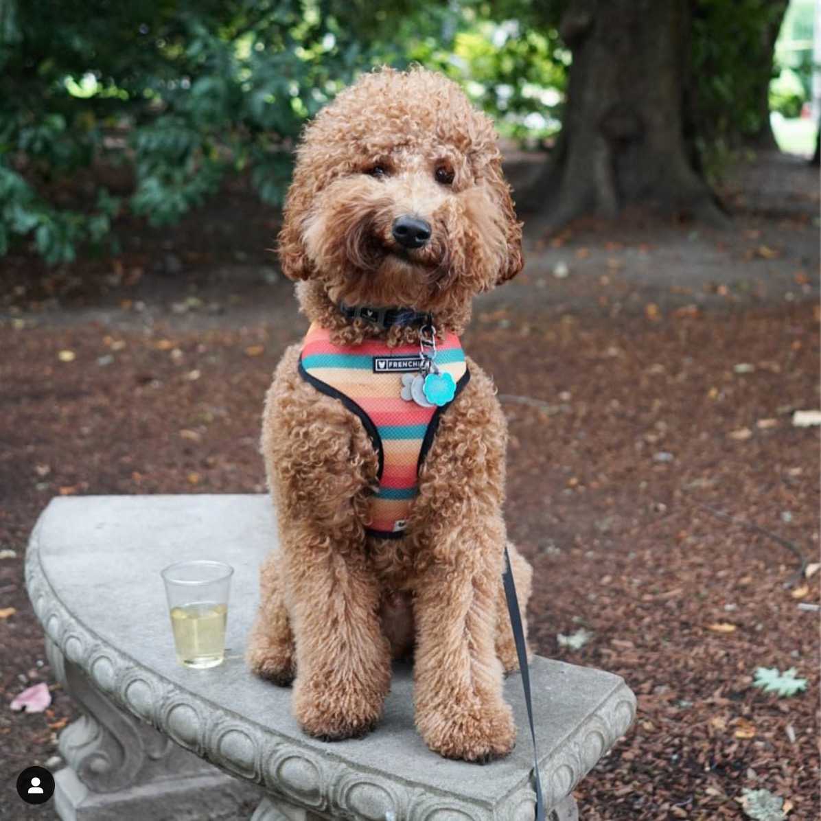 curly coated goldendoodle: theodoodlebear