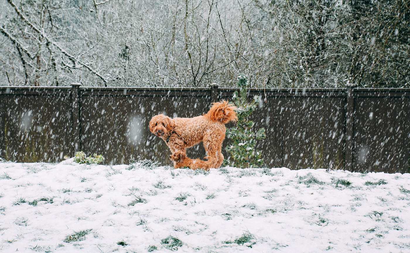 Goldendoodle and its puppy in the snow