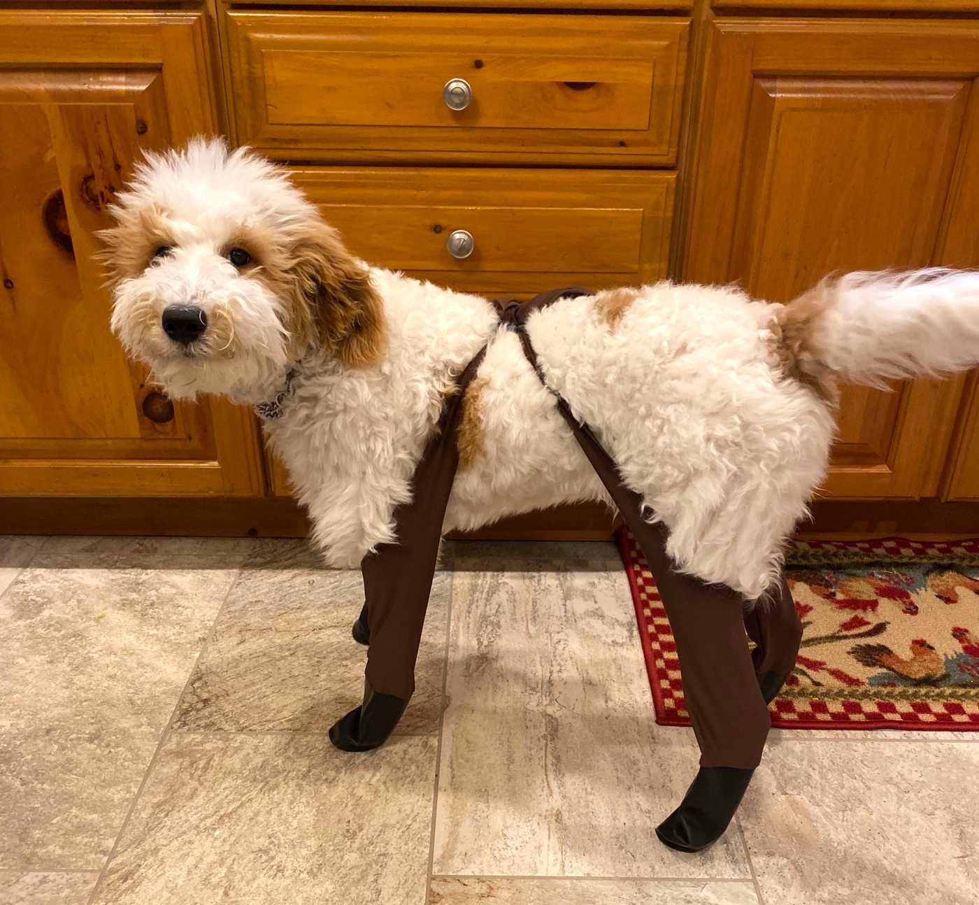 Goldendoodle snowsuit hotsell