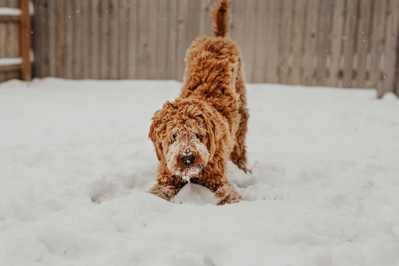 Goldendoodle and its puppy in the snow