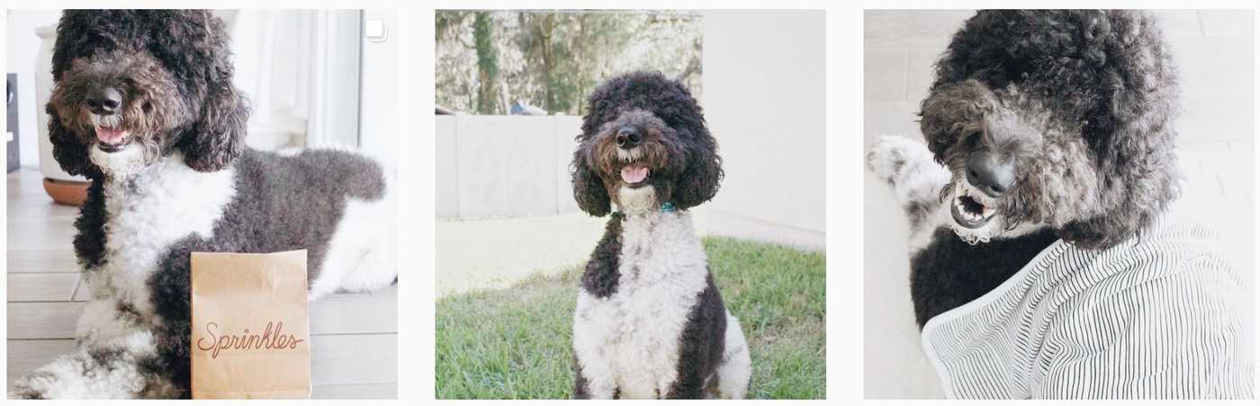 curly coated labradoodle