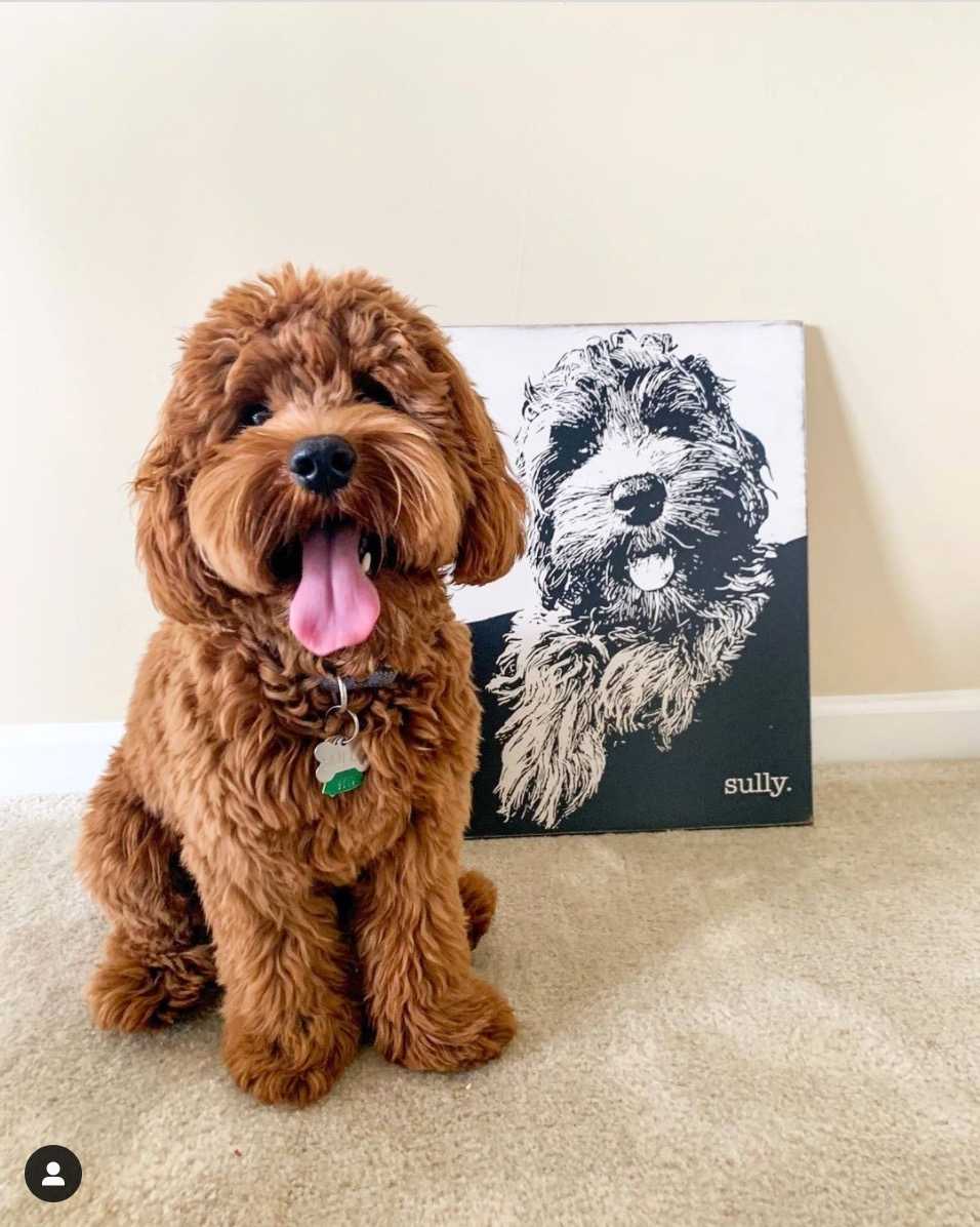 wavy fur labradoodle goldendoodle: sully_theminidood