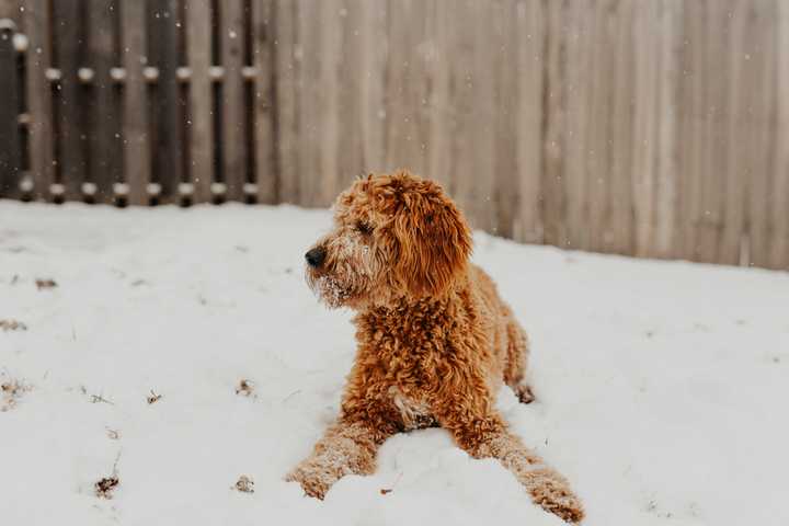 Activities and ideas for getting your dogs energy out and having some fun in the snowy weather together.