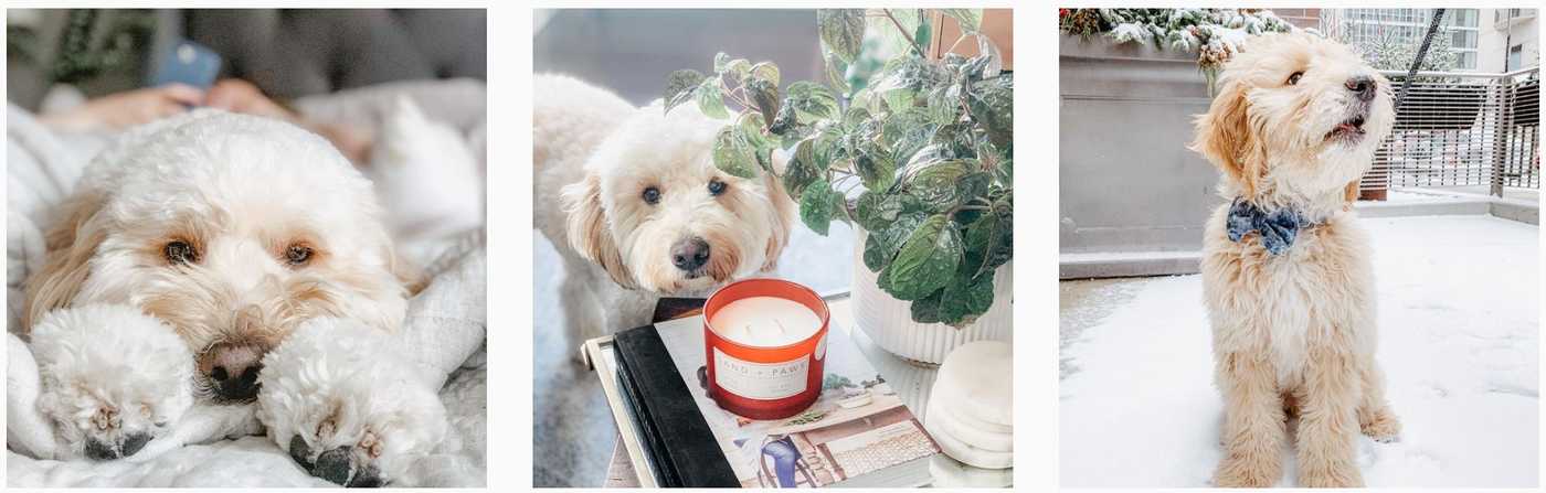 curly coated goldendoodle: theodoodlebear