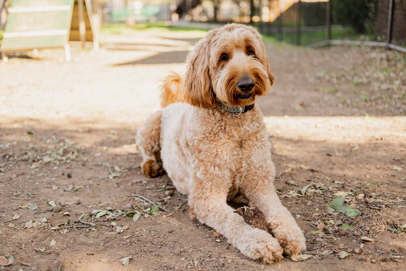 wavy coated goldendoodle