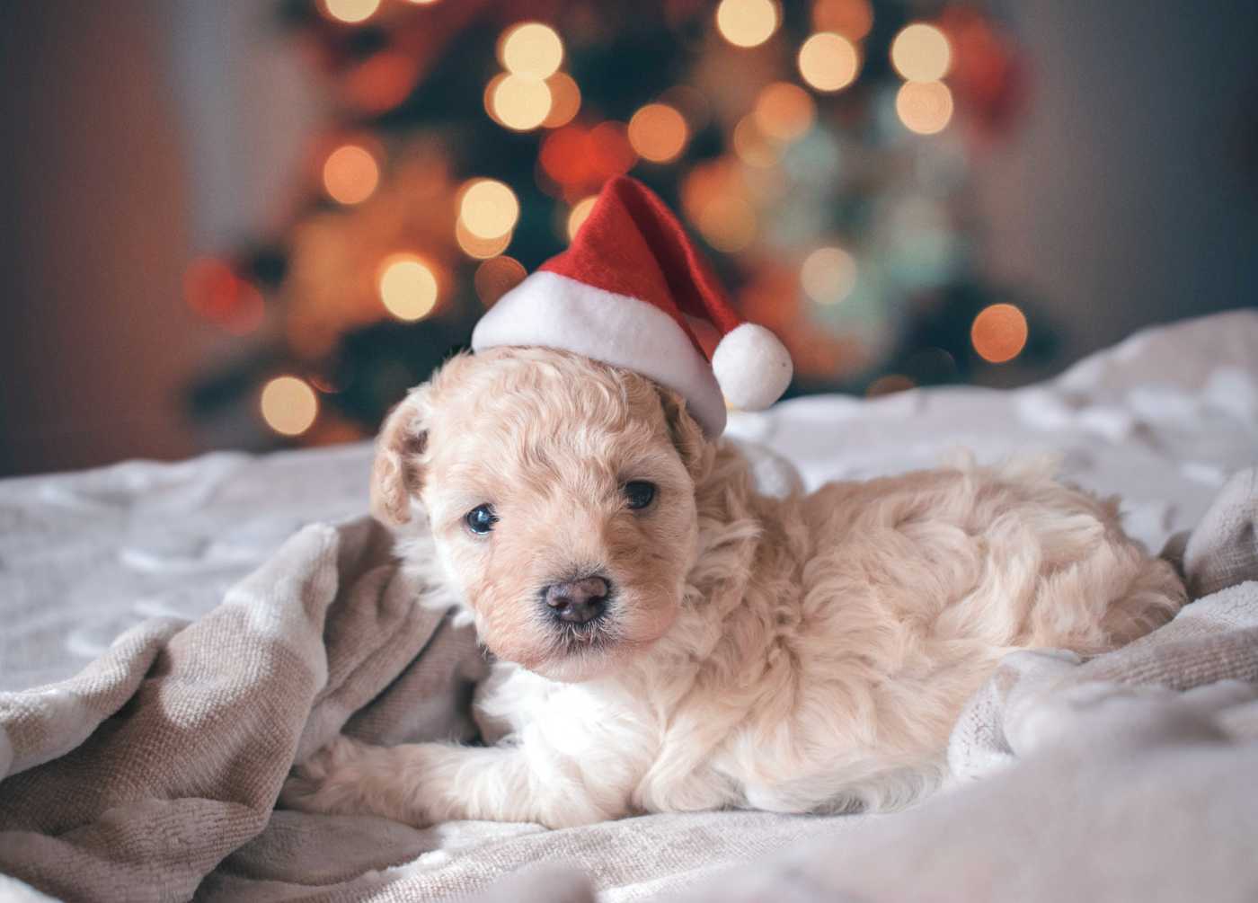 if you got a holiday puppy or christmas puppy, you might now start to feel the puppy blues